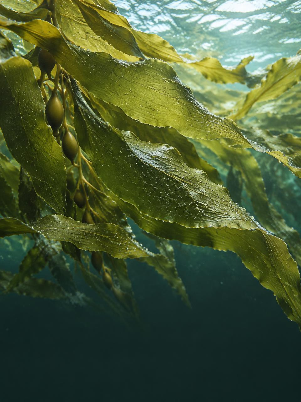 Detailed kelp fronds floating in sunlit water